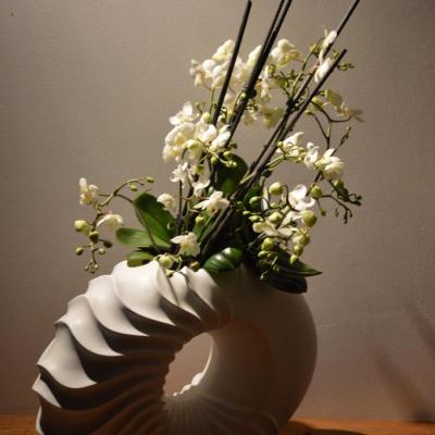 orchidées mini et pot nautilus