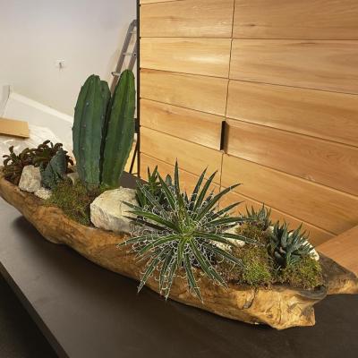 coupe en bois et succulentes