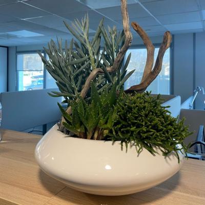 coupe succulentes et bois flotté