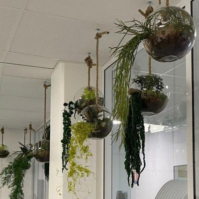 suspension et plantes stabilisées